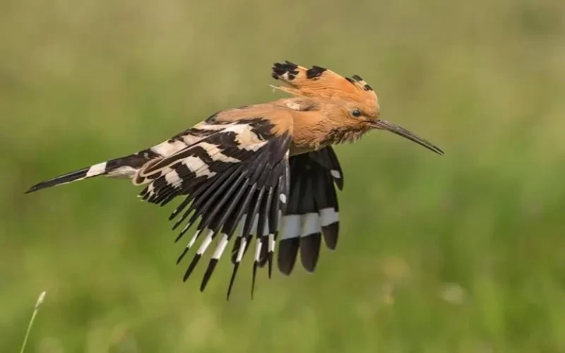 Hoopoe Aswan — distinctive crested bird commonly seen on the Aswan birding tour
